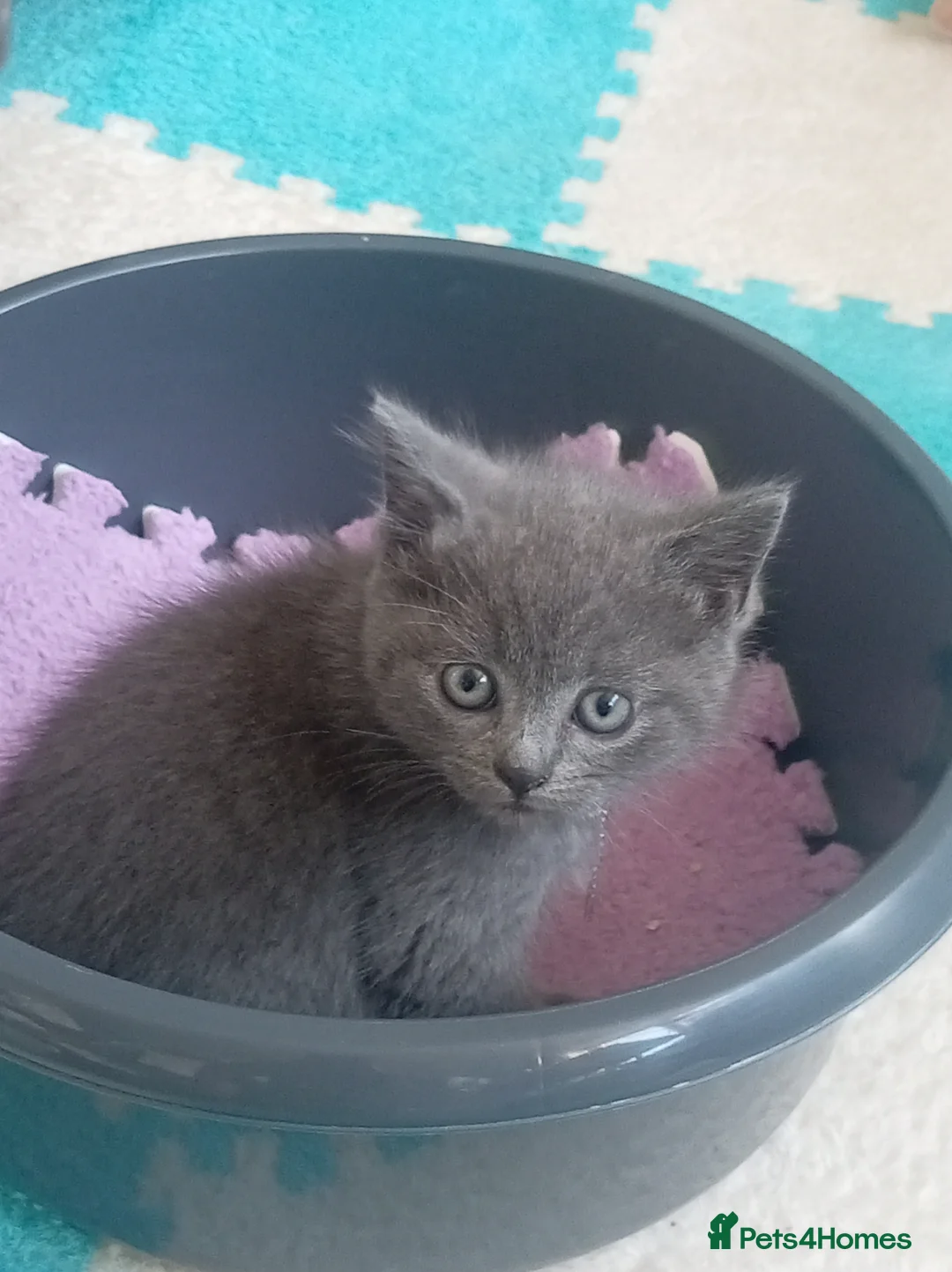 Mixed Breed cats for sale: Adorable Kittens for Sale – 2 Boys, 1 Girl  - Advert 1