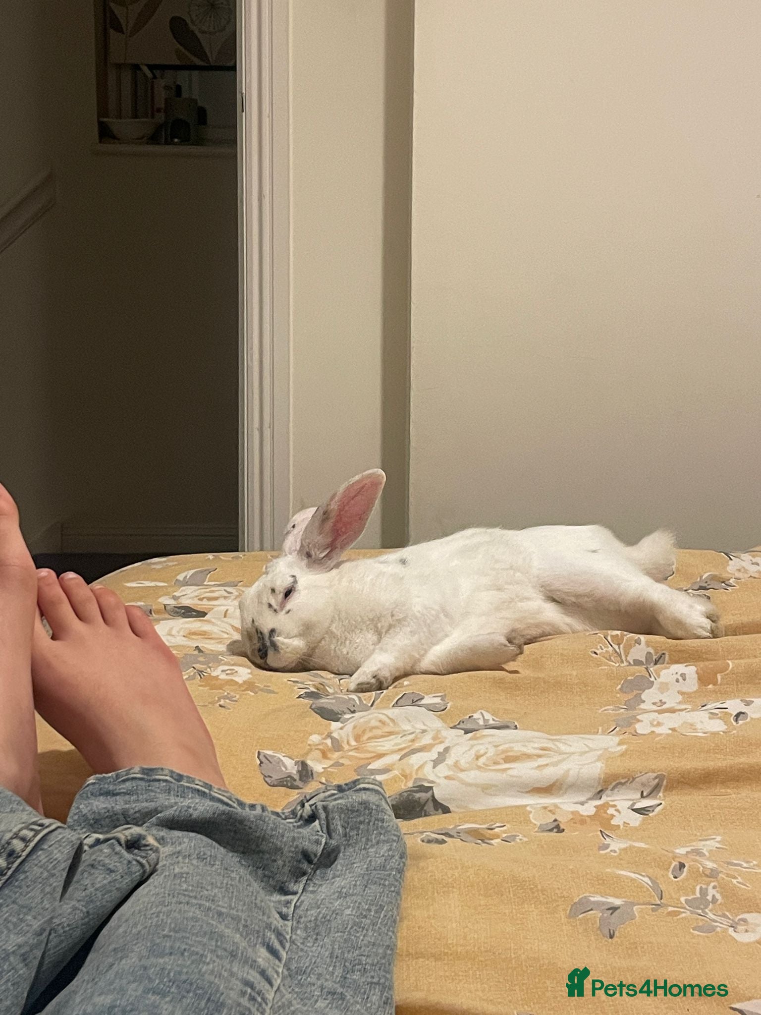 English rabbits Beautiful young 8 months male rabbit - Advert 2