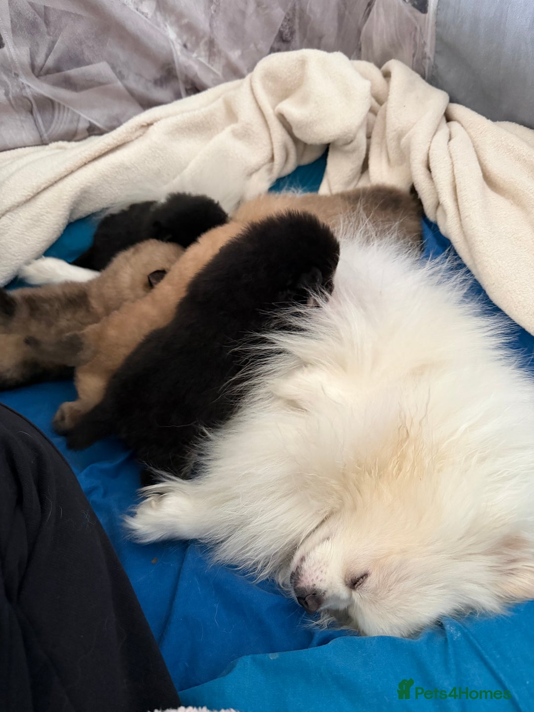 Pomeranian dogs for sale: EXTRA SMALL POMERANIAN PUPPIES  - Advert 17