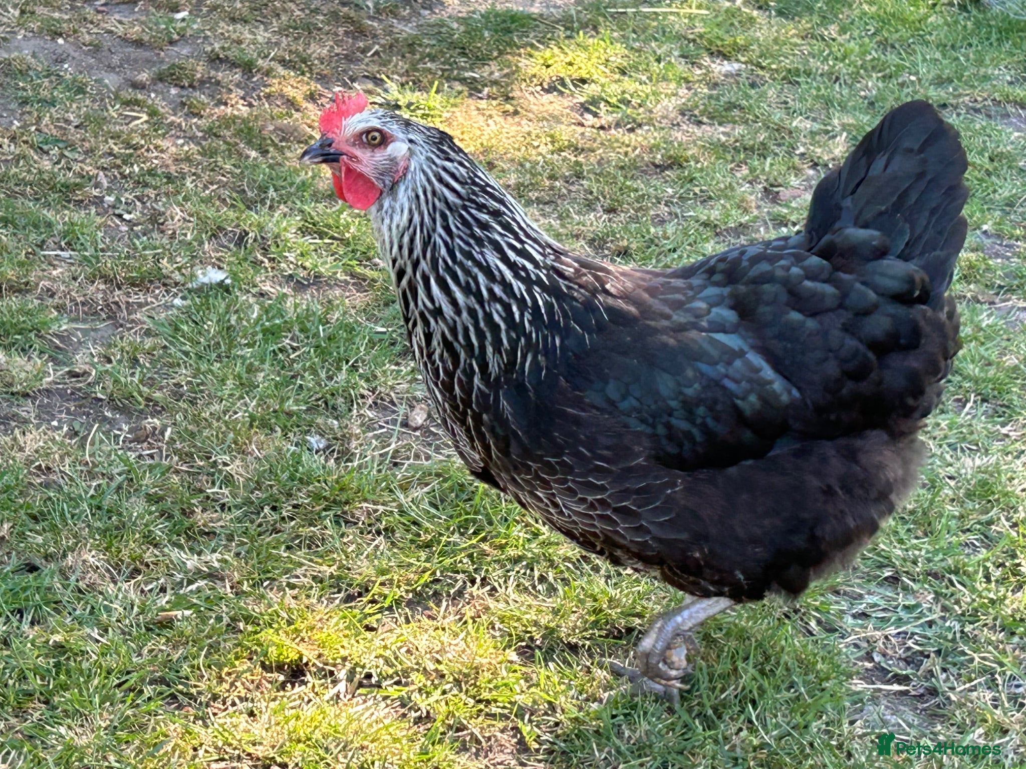 Chickens poultry Point of lay and and peekin chicks  - Advert 2