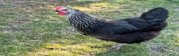 Chickens poultry for sale: Point of lay and and peekin chicks  - Advert 1