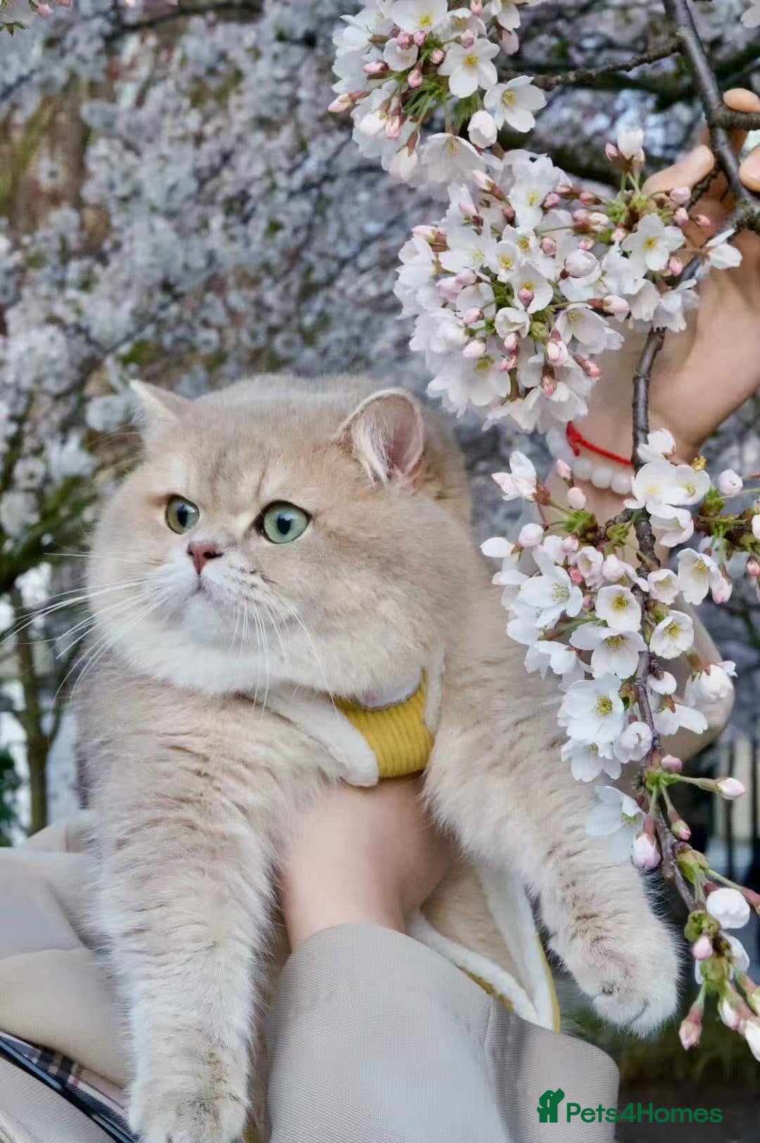 British Shorthair cats for sale: Beautiful British Shorthair Golden Shaded Kittens - Advert 7
