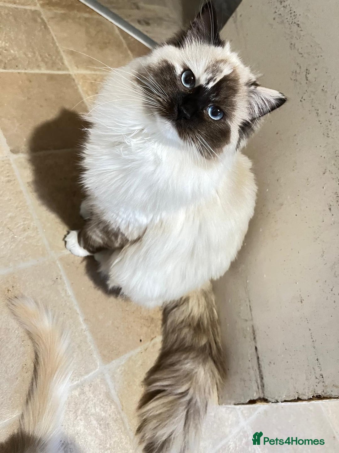 Ragdoll cats for sale: 4 Ragdoll Kittens - Advert 14