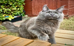 Maine Coon cats for sale: Champions - Bloodline Purebred Maine Coon Kittens  - Image 12