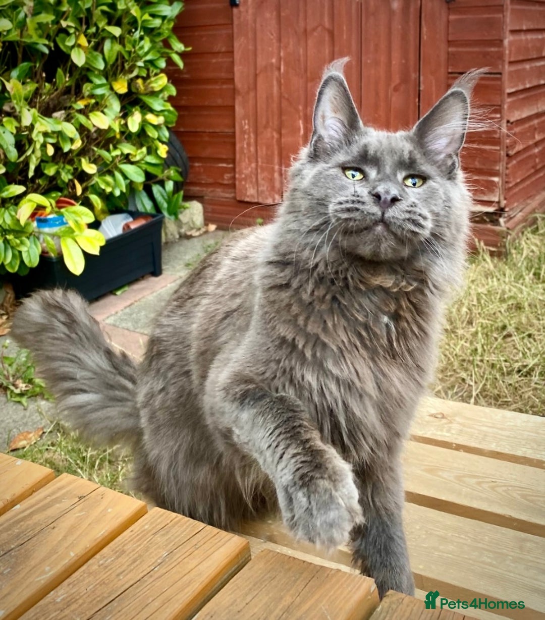Maine Coon cats for sale: Champions - Bloodline Purebred Maine Coon Kittens  - Image 12