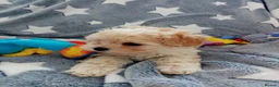 Maltipoo dogs for sale: Golden Maltipoo puppy's  in Manchester - Advert 2