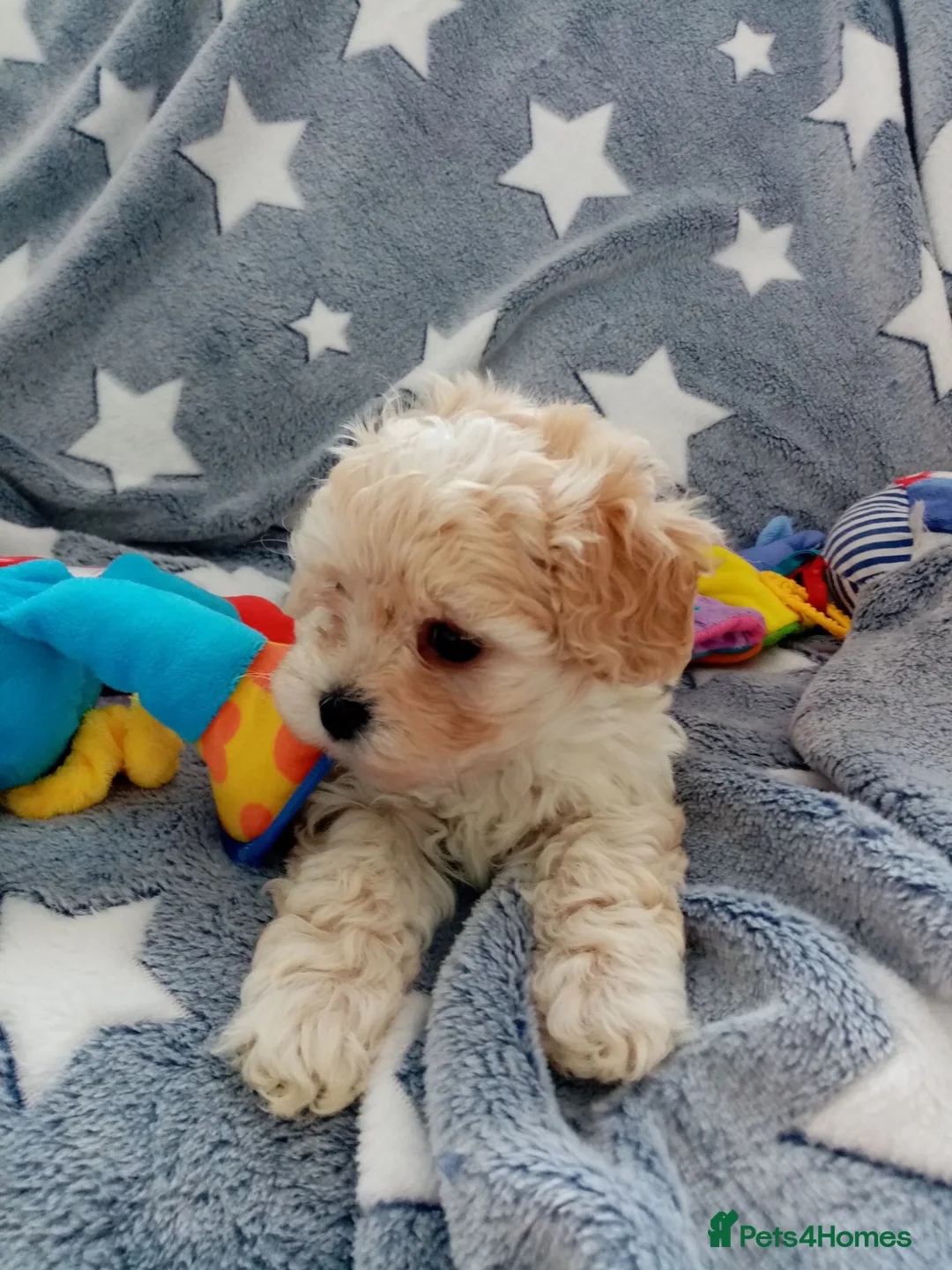 Maltipoo dogs for sale: Golden Maltipoo puppy's  in Manchester - Advert 2