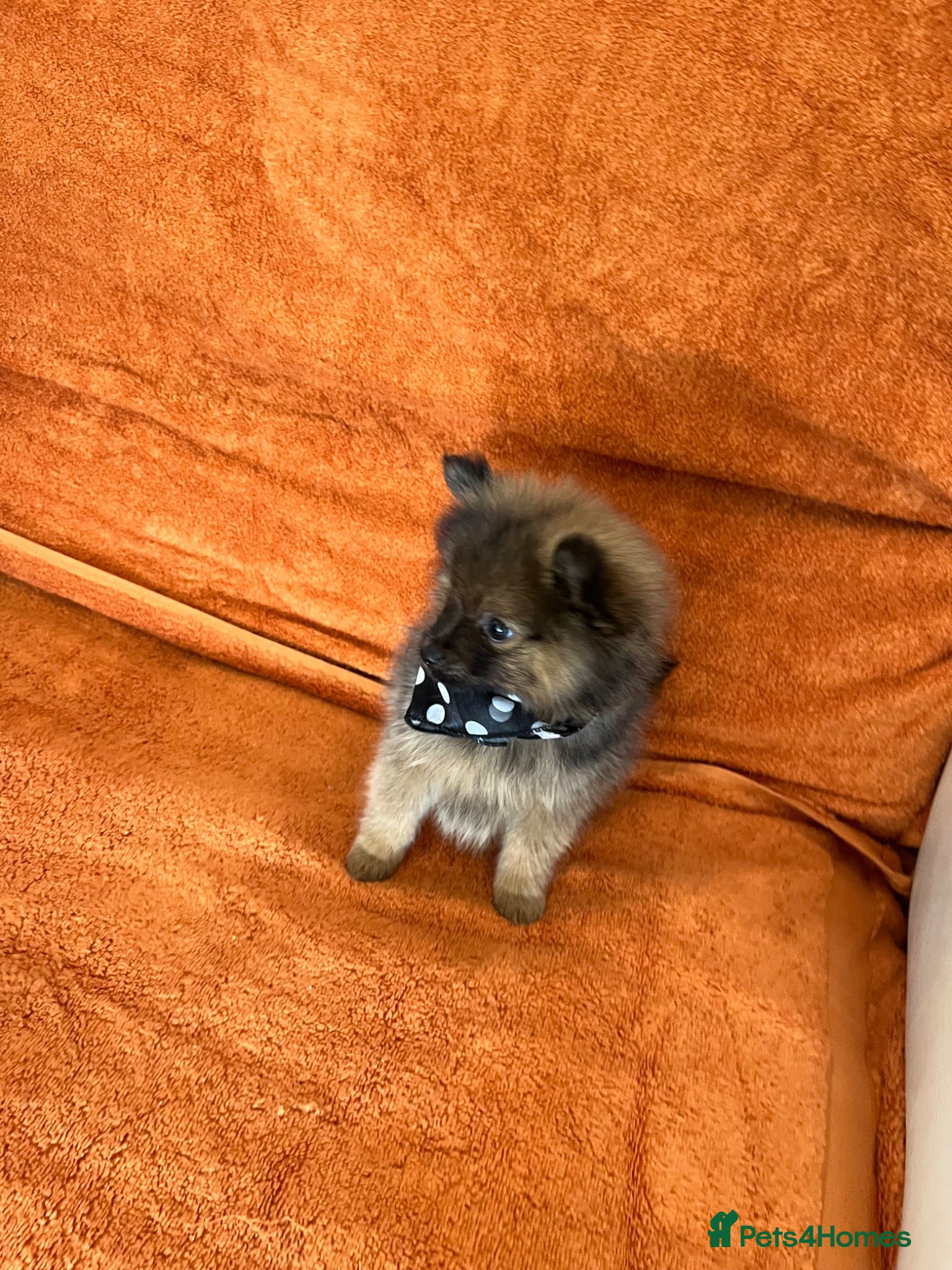 Pomeranian dogs Pomeranian  - Advert 2