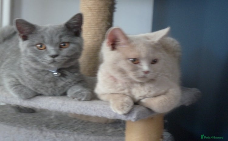 British Shorthair cats in Orpington - Advert 3