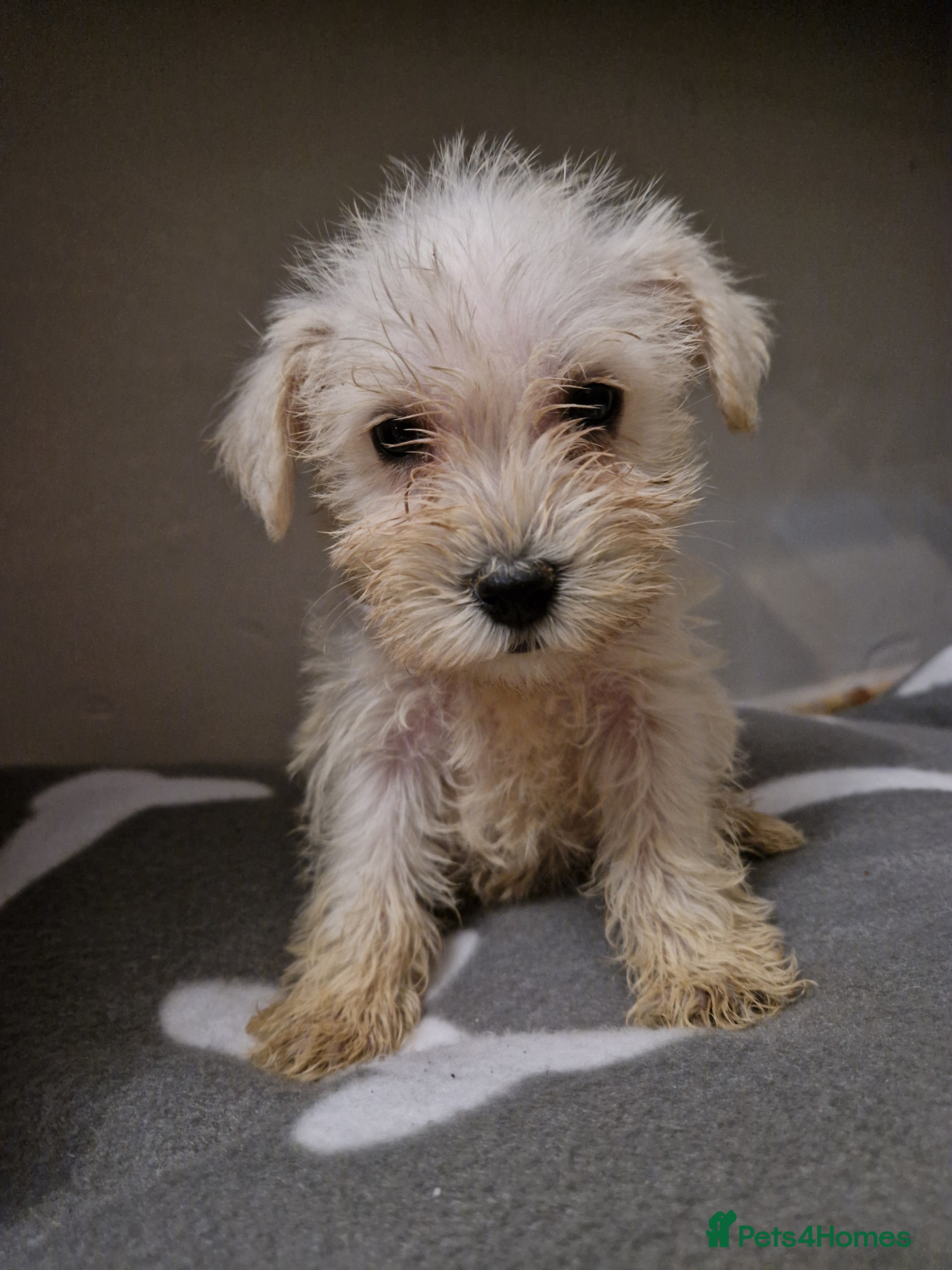 Miniature Schnauzer dogs Miniature schnauzer READY 21 DECEMBER  - Advert 1