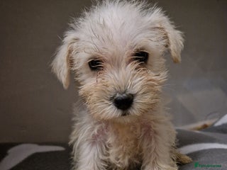 Miniature Schnauzer dogs Miniature schnauzer READY 21 DECEMBER - Advert 12