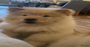 Chow Chow dogs - Advert 6