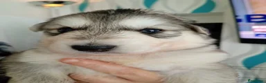 Shepsky 4