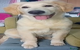 Mixed Breed dogs for sale: Bernard - Goldie Shepherd - Image 1