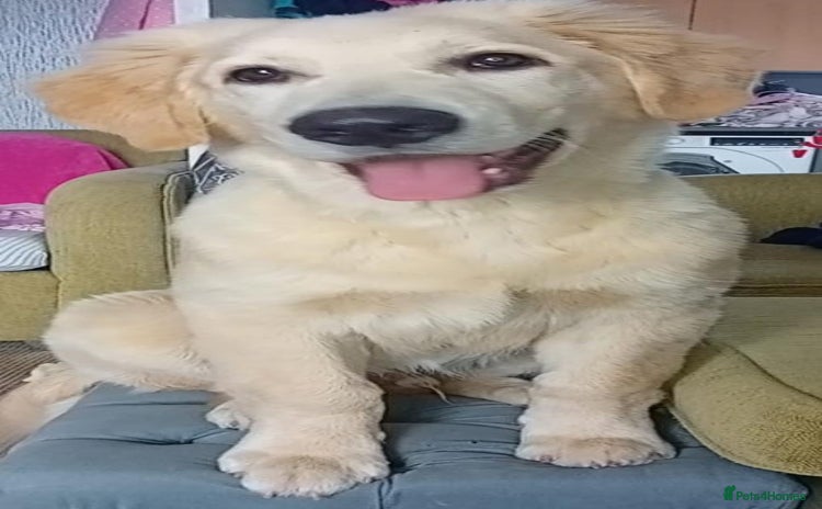 Mixed Breed dogs - Advert 2