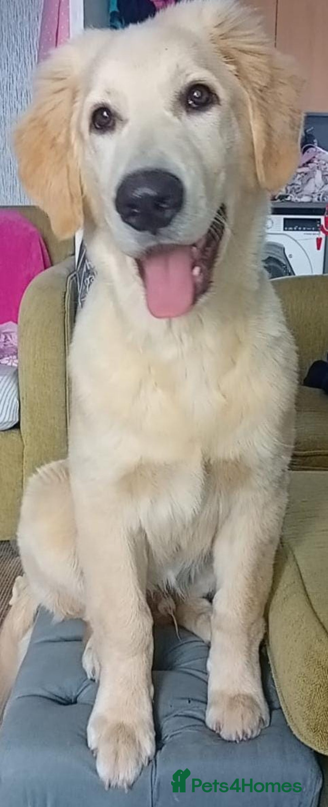 Mixed Breed dogs for sale: Bernard - Goldie Shepherd - Image 1