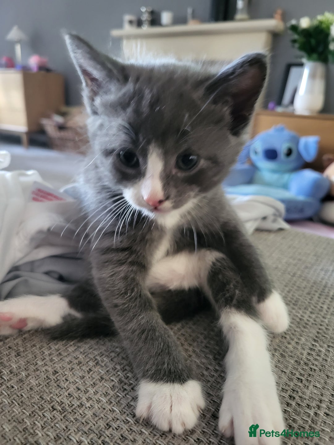 Domestic Shorthair cats for sale: Gorgeous Kittens for sale - Image 3