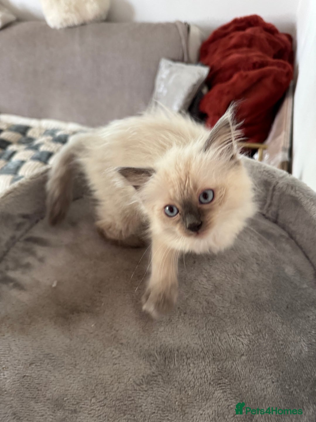 Ragdoll cats for sale: Adorable Ragdoll baby’s  - Image 10