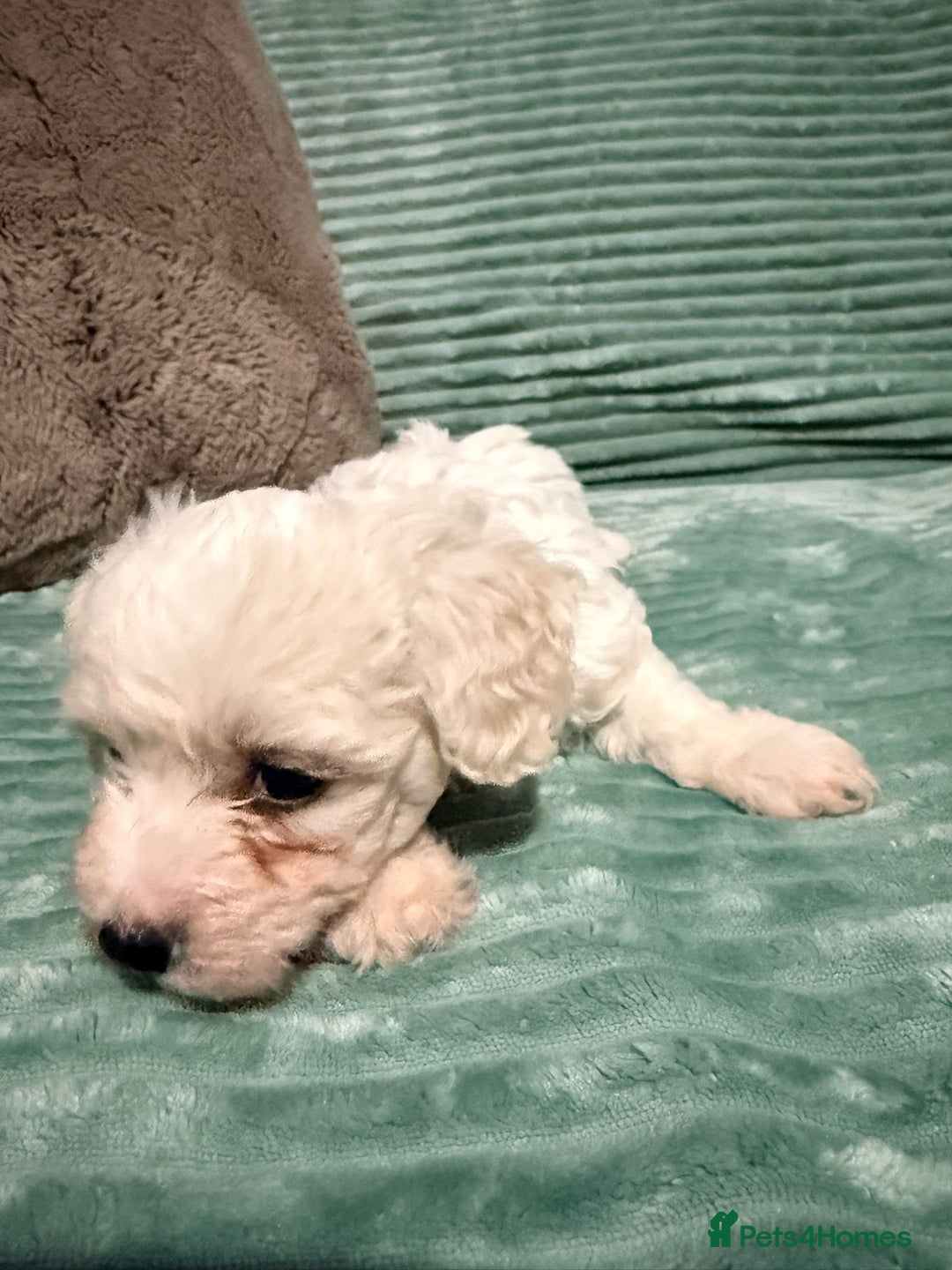 Bichon Frise dogs for sale: Pure BREED Bichon Frise - Advert 12