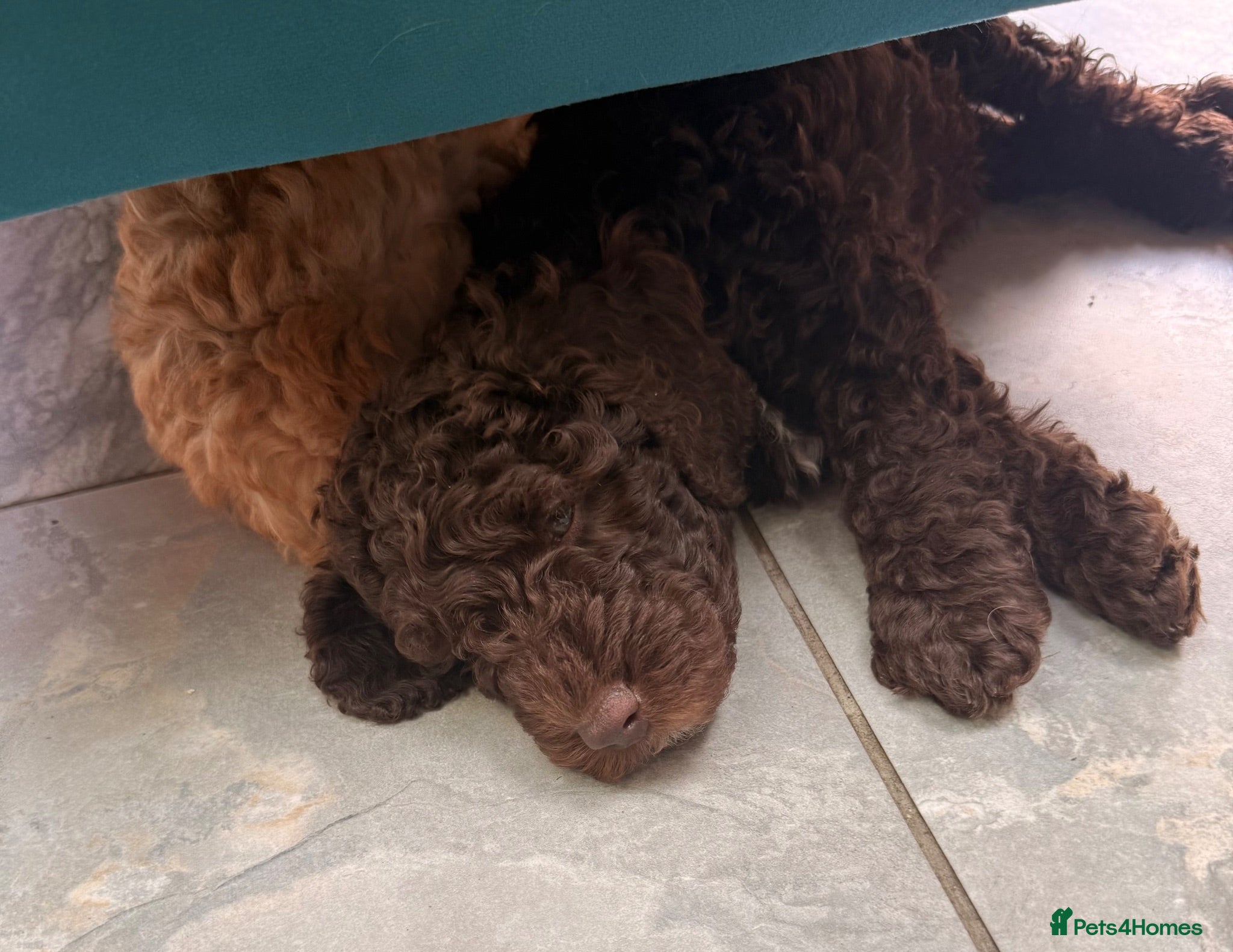 Cockapoo dogs Orla’s Beautiful F1b Cafe au Lait & Gold pups - Advert 2
