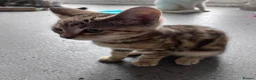 Mixed Breed cats for sale: 7 stunning mix breed kittens - Advert 3