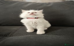Ragdoll cats for sale: Ready Pedigree Lilac (Rare) Ragdoll Kittens - Image 8