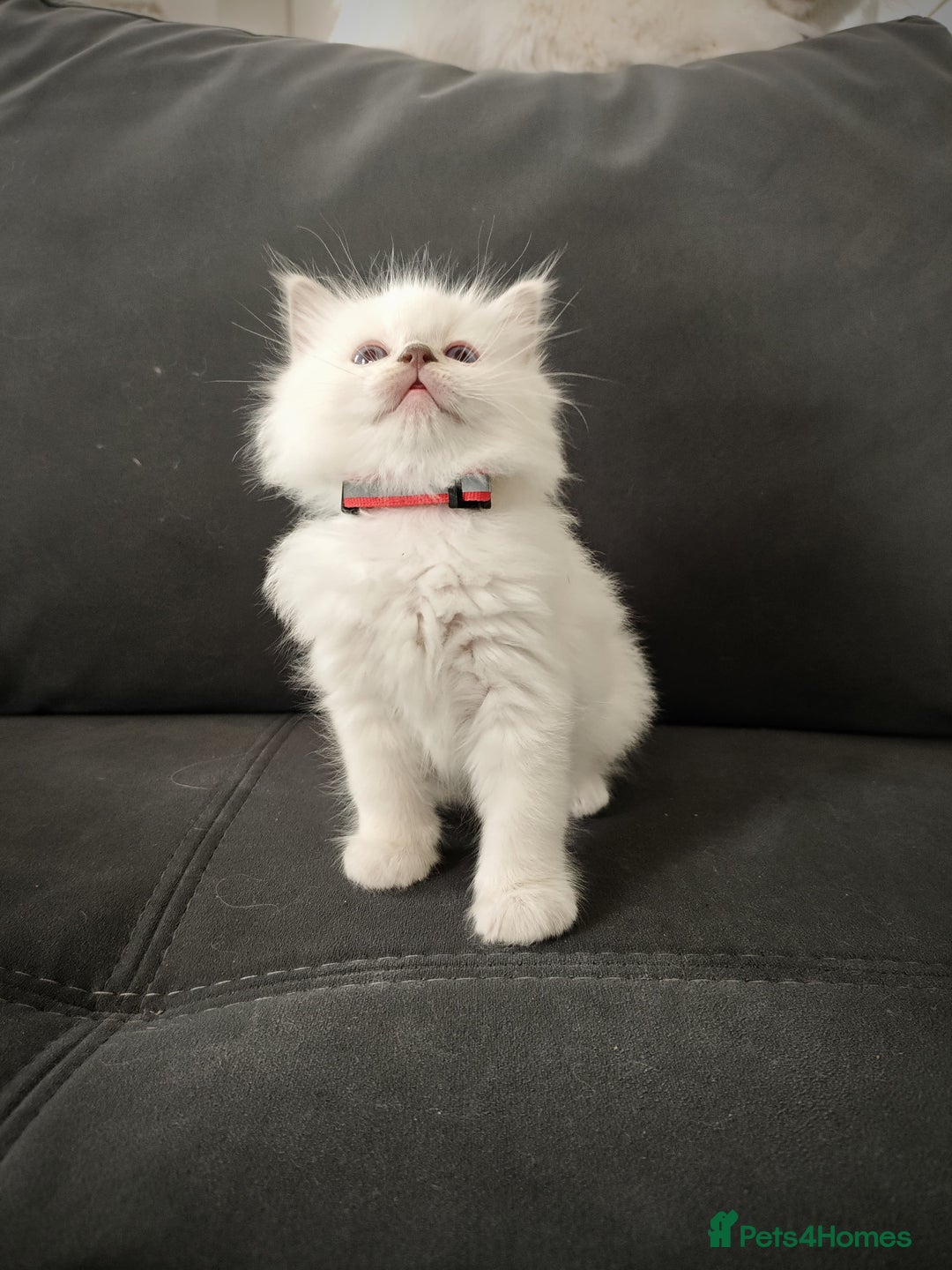 Ragdoll cats for sale: Ready Pedigree Lilac (Rare) Ragdoll Kittens - Image 8