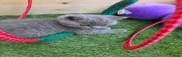 British Shorthair cats for sale: Beautiful British Shorthair kittens  - Advert 9