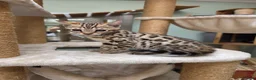 Bengal cats for sale: TICA REGISTERED BROWN ROSETTED BENGAL KITTENS  - Advert 21