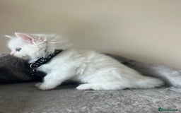 Turkish Angora cats for sale: Turkish Angora/ Ragdoll kittens for SALE !!! - Image 2