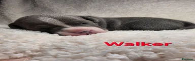 Walker