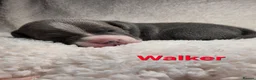 Staffordshire Bull Terrier dogs for sale: BLUE STAFFY PUPPIES ⭐️ WORLD CUP LITTER ⚽️ - Advert 16