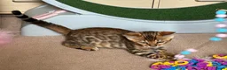 Bengal cats for sale: Male Bengal Kittens for sale - Advert 17
