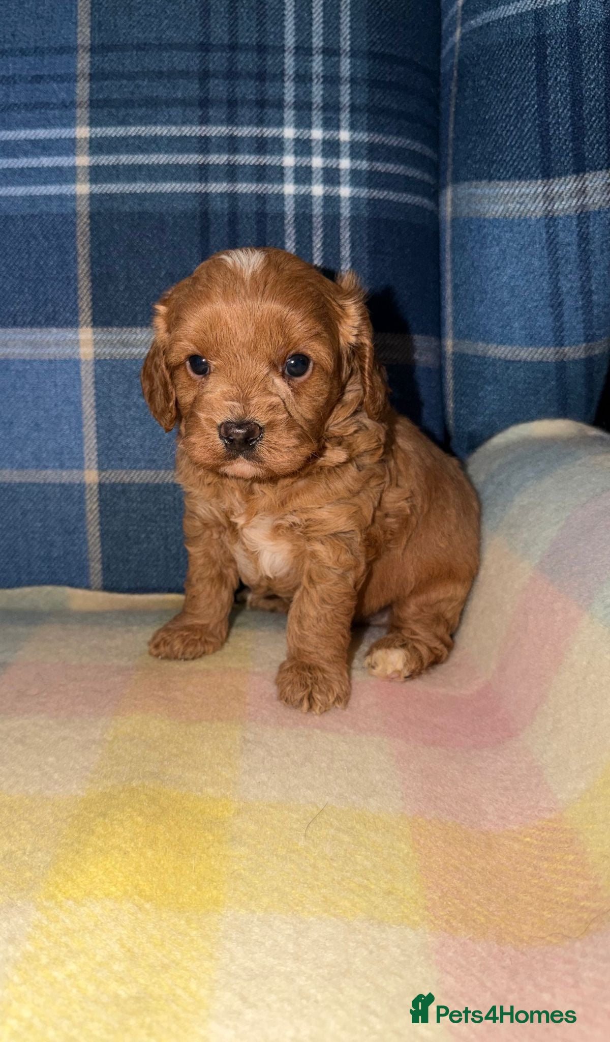 Cavapoo dogs Stunning Red Cavapoo Puppies - Advert 1