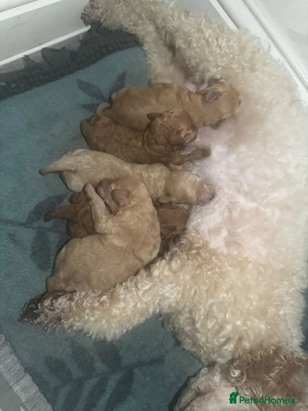 Miniature Poodle dogs for sale: 🐶Miniature/Toy poodle puppies🐶 - Advert 2