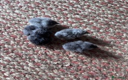 Chickens poultry for sale: Baby silkies  - Image 1