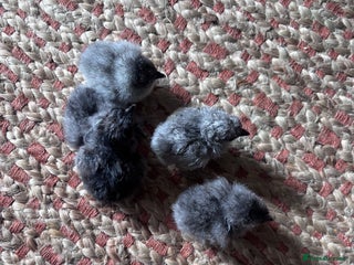 Chickens poultry - Advert 12