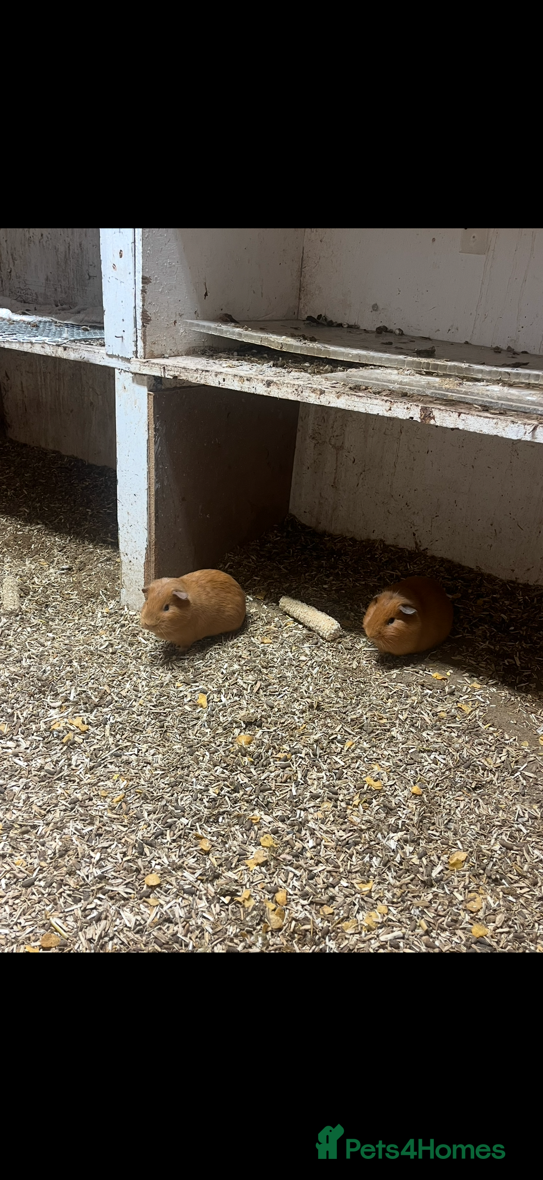 Guinea Pig rodents for sale: Guinea pigs 🐹 - Advert 8