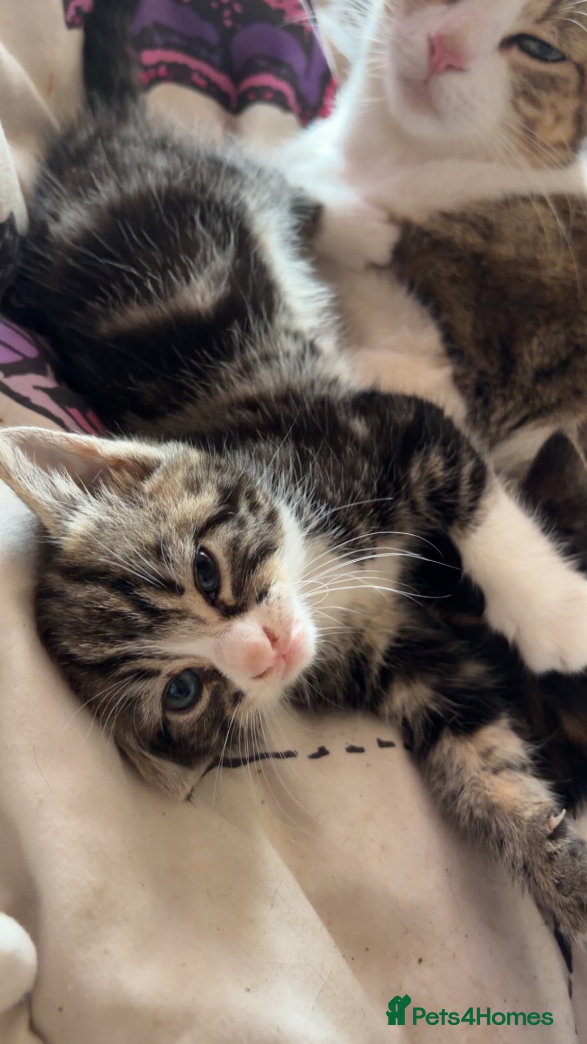 Mixed Breed cats for sale: 5 friendly playful mixed tabby kittens - Advert 17