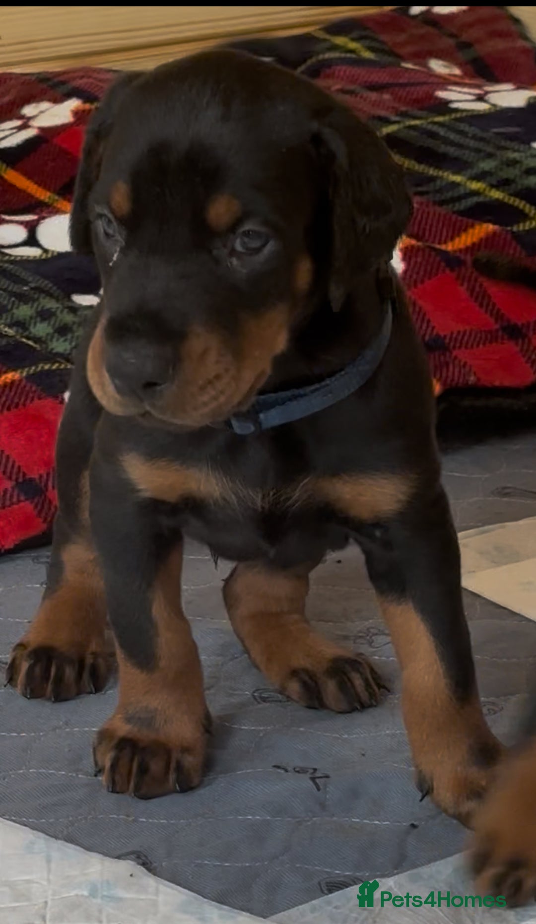 Dobermann dogs for sale: Amazing Dobermann puppies.  - Advert 20