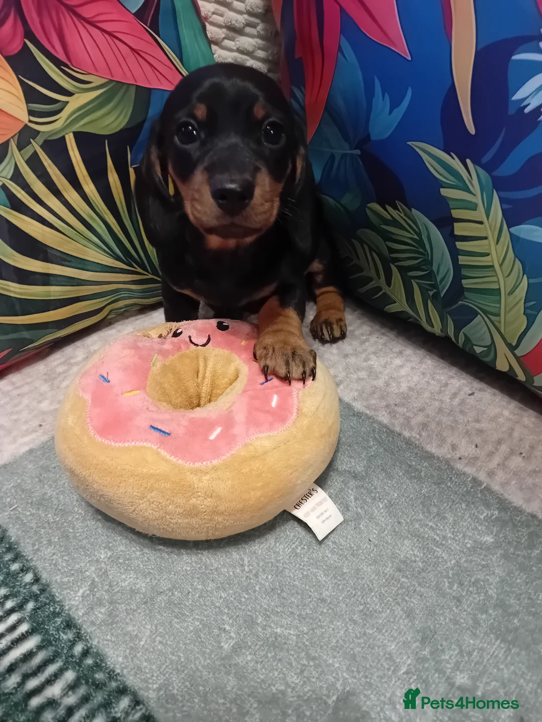 Dachshund dogs for sale: Fab puppies,both mum and dad are our family pet's in Leigh - Advert 4