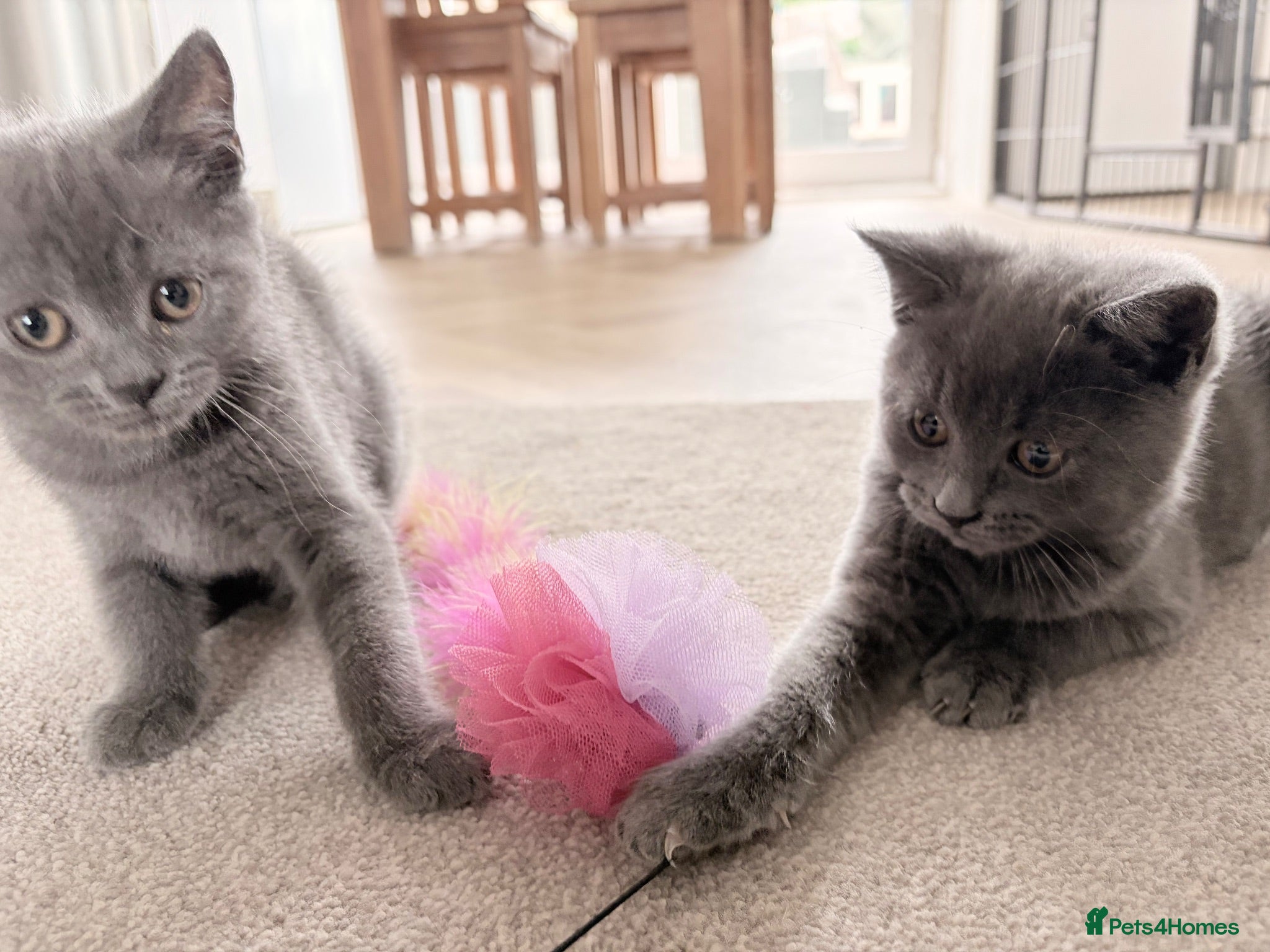 British Shorthair cats 2 blue BSH kittens Ready Now - Advert 1