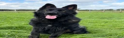 German Shepherd dogs for sale: ROCKFORCE LONG HAIRED WORKING LINE GSD  - Advert 8