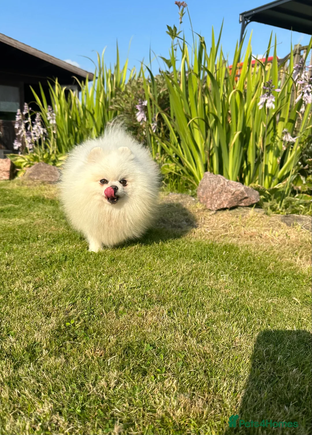 Pomeranian dogs for stud: Stunning optic white boy for stud duties in Lanark - Advert 10