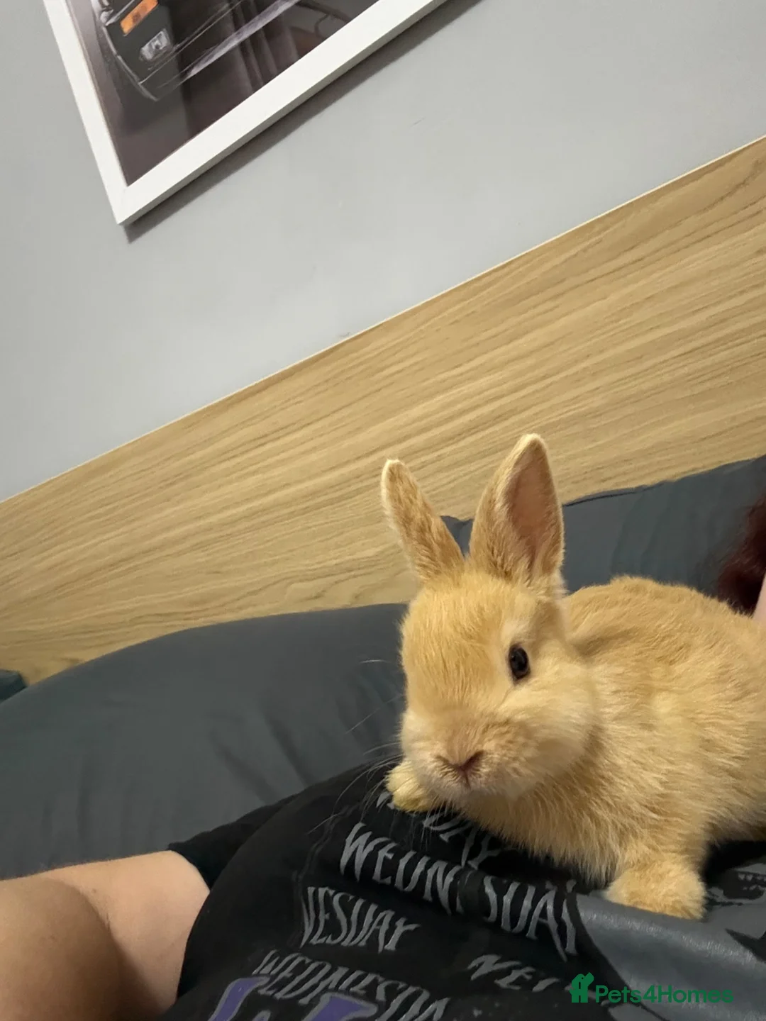 Dwarf Lop rabbits for sale: Mini lops in Manchester - Advert 4