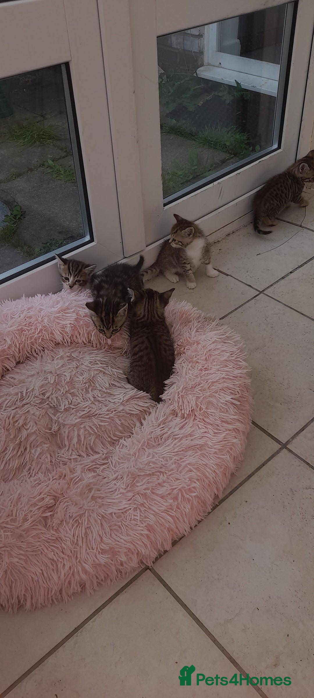 Mixed Breed cats for sale: Kitten looking for good House - Image 1