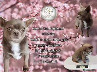Chihuahua dogs KC reg-Health tested-PROVEN - Advert 6