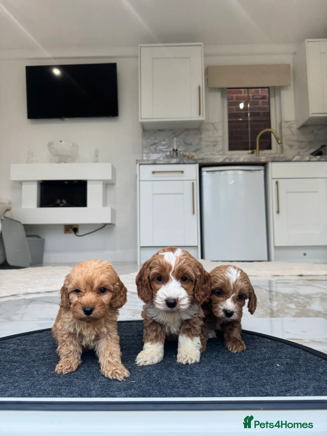Cockapoo dogs for sale: F1 pra clear Cockapoos (council licensed breeder) - Advert 1