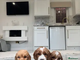 Cockapoo dogs F1 pra clear Cockapoos (council licensed breeder) - Advert 2