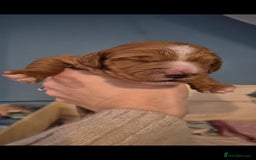 Australian Labradoodle dogs for sale: Australian Labradoodle Puppies  - Advert 13